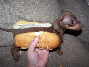 Hot-Dog dog walking santa monica dog walking manhattan beach