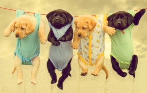 cute-dogs dog walking santa monica dog walking manhattan beach
