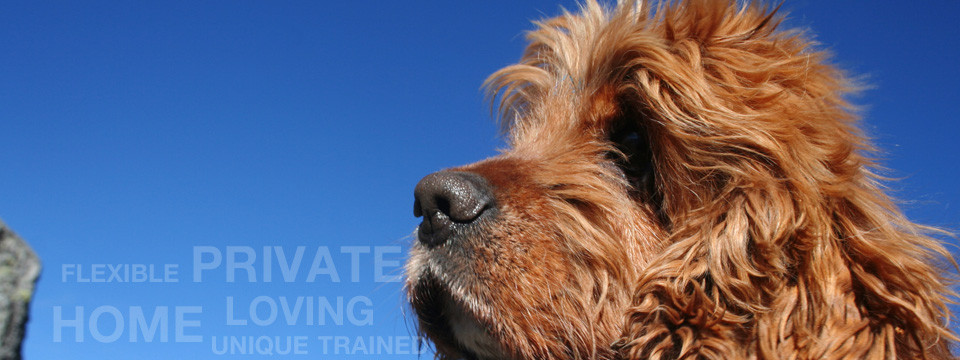 http://gotmutt.com/wp-content/uploads/2014/11/dog-walking-slider11-960x360.jpg