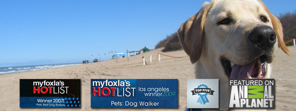 http://gotmutt.com/wp-content/uploads/2014/11/top-rated-dog-walker1-960x360.jpg