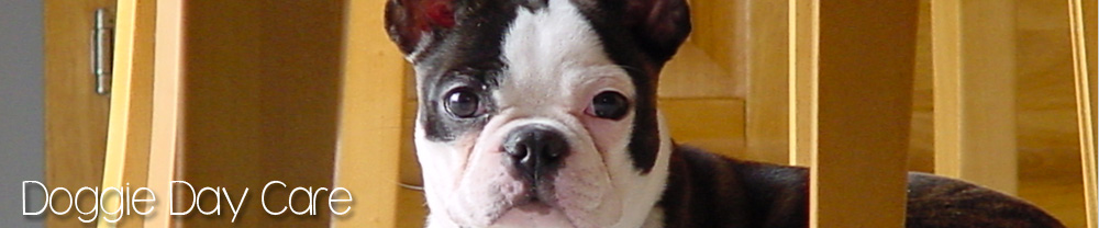 Doggie Day Care Manhattan Beach