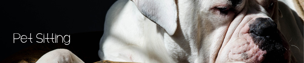 Manhattan Beach Pet Sitting